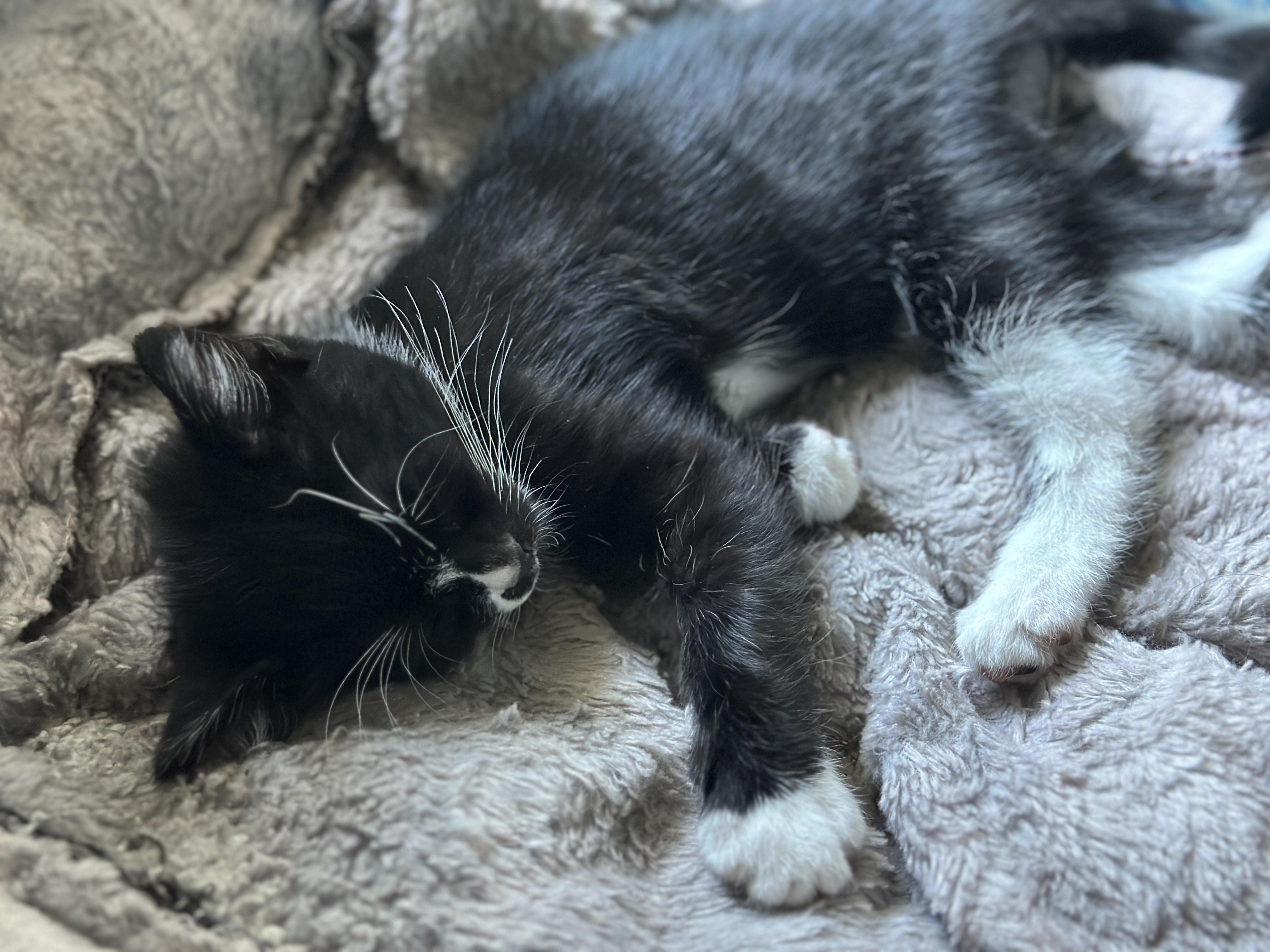 Enlarge Mason, a ADOPTABLE Domestic Short Hair in Davis, CA image 4/6