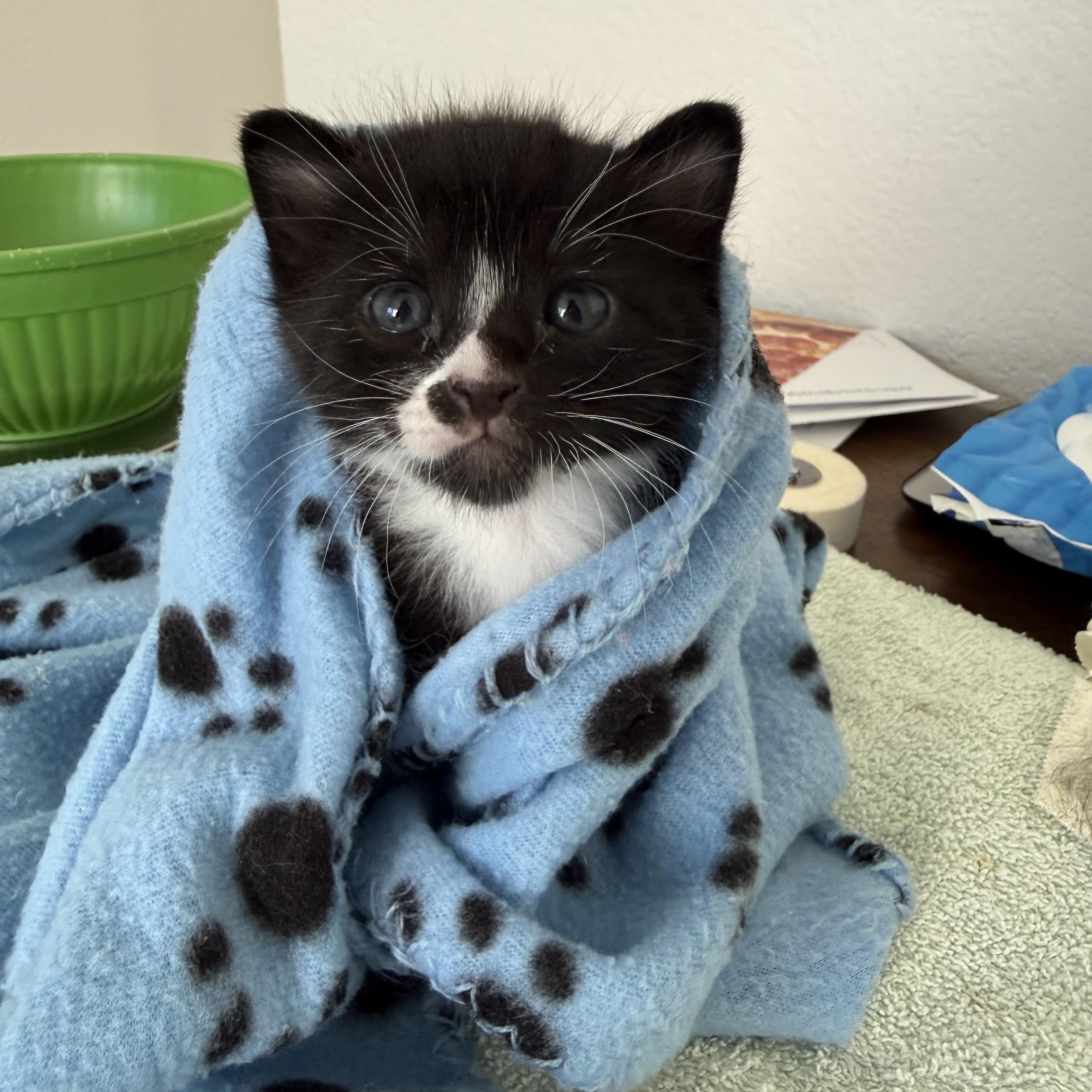 Enlarge Mason, a ADOPTABLE Domestic Short Hair in Davis, CA image 2/6