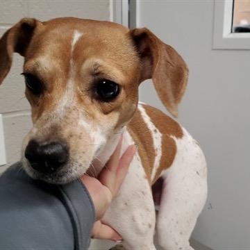 Aloe, Adoptable, Adult Female Jack Russell Terrier.