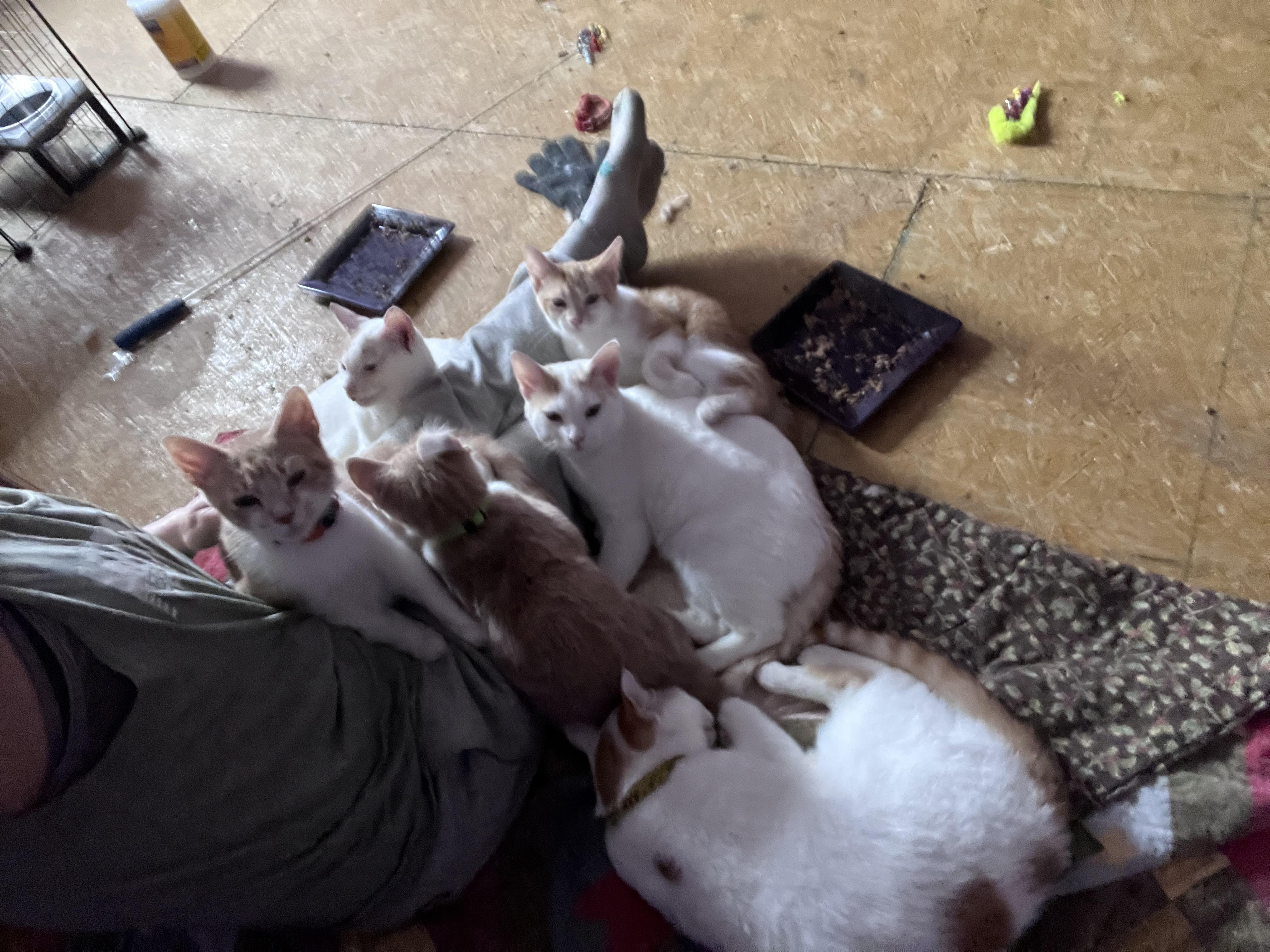 Enlarge Cream sickle, a ADOPTABLE mixed breed in Newark valley, NY image 5/6