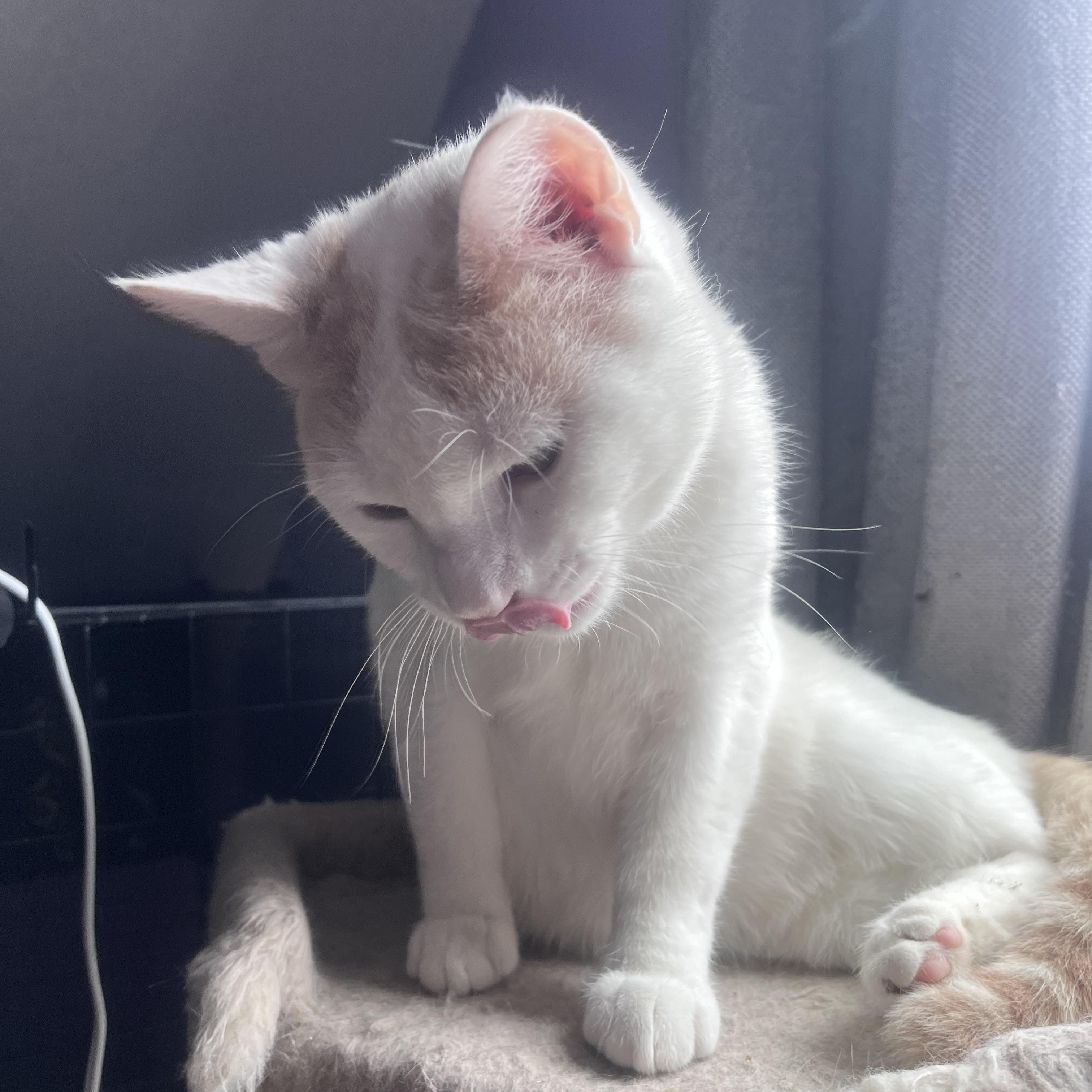 Enlarge Cream sickle, a ADOPTABLE mixed breed in Newark valley, NY image 4/6