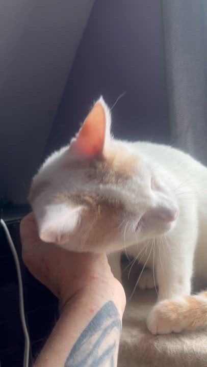 Enlarge Cream sickle, a ADOPTABLE mixed breed in Newark valley, NY video 6/6