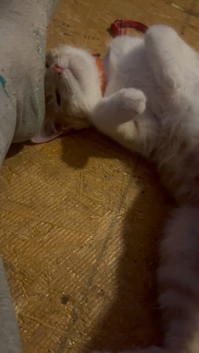 Enlarge Cream sickle, a ADOPTABLE mixed breed in Newark valley, NY video 2/6