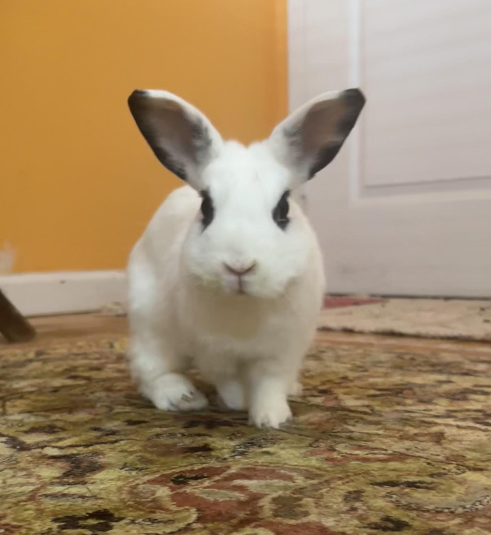 Juliette, ADOPTABLE, Young Female Hotot.