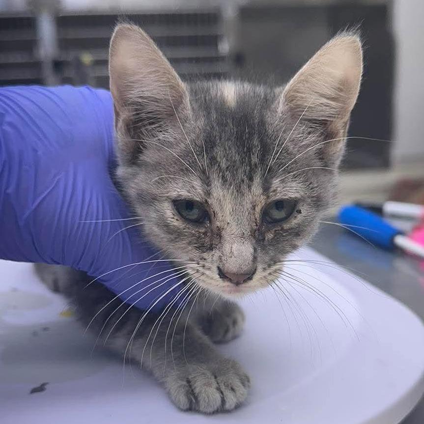 Alisa 26-09-142, Adoptable, Kitten Female Domestic Short Hair.
