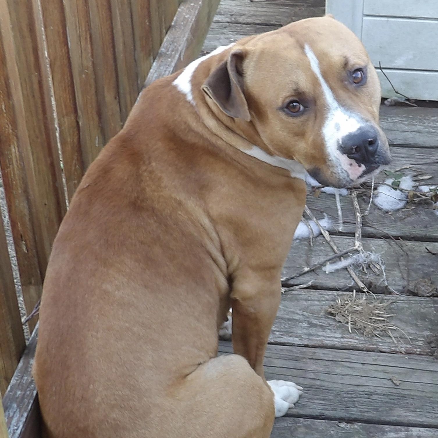Bruno, ADOPTABLE, Young Male American Staffordshire Terrier.