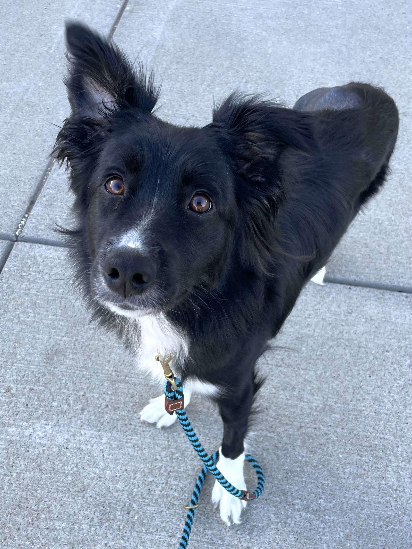 Luna, Adopted, Adult Female Border Collie.