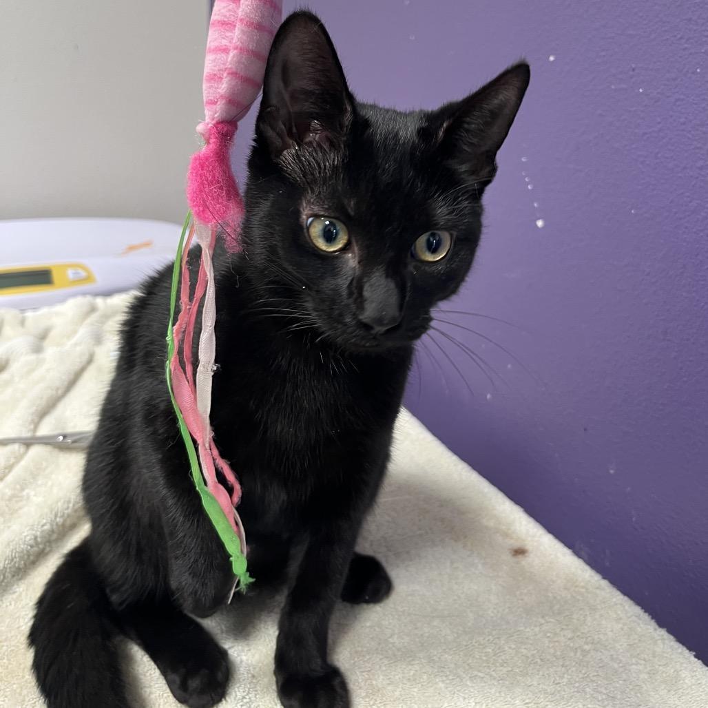 Enlarge Oatmeal, a Adoptable mixed breed in Englewood, FL image 1/1