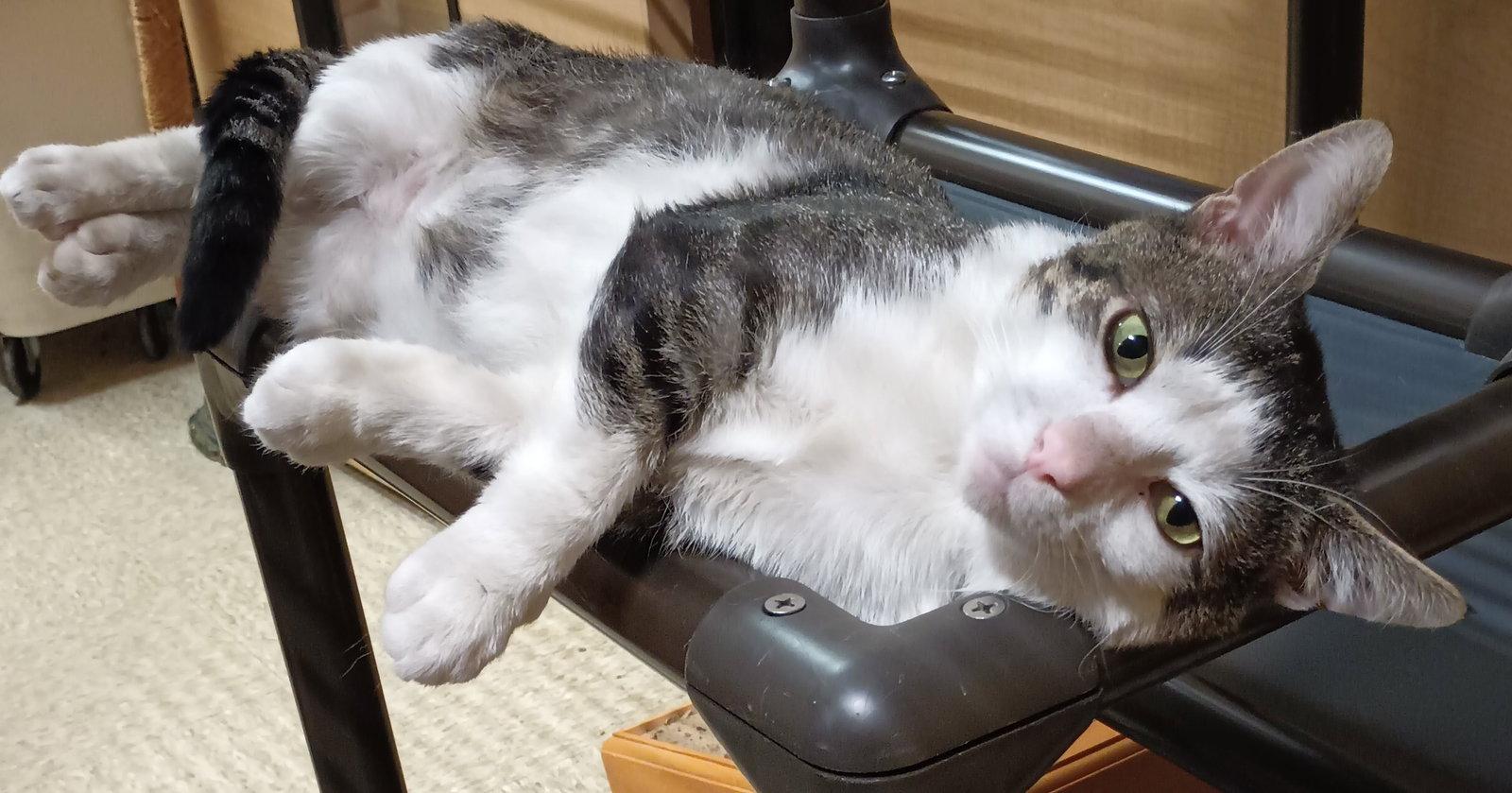 JoJo, Adoptable, Young Male Domestic Short Hair.
