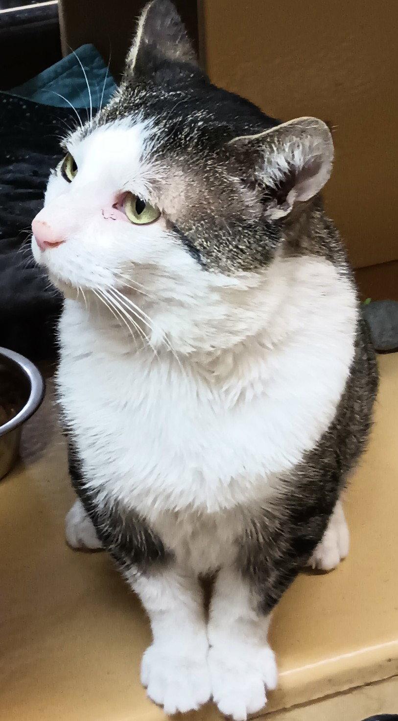 Enlarge JoJo, a Adoptable Domestic Short Hair in Herndon, VA image 2/3