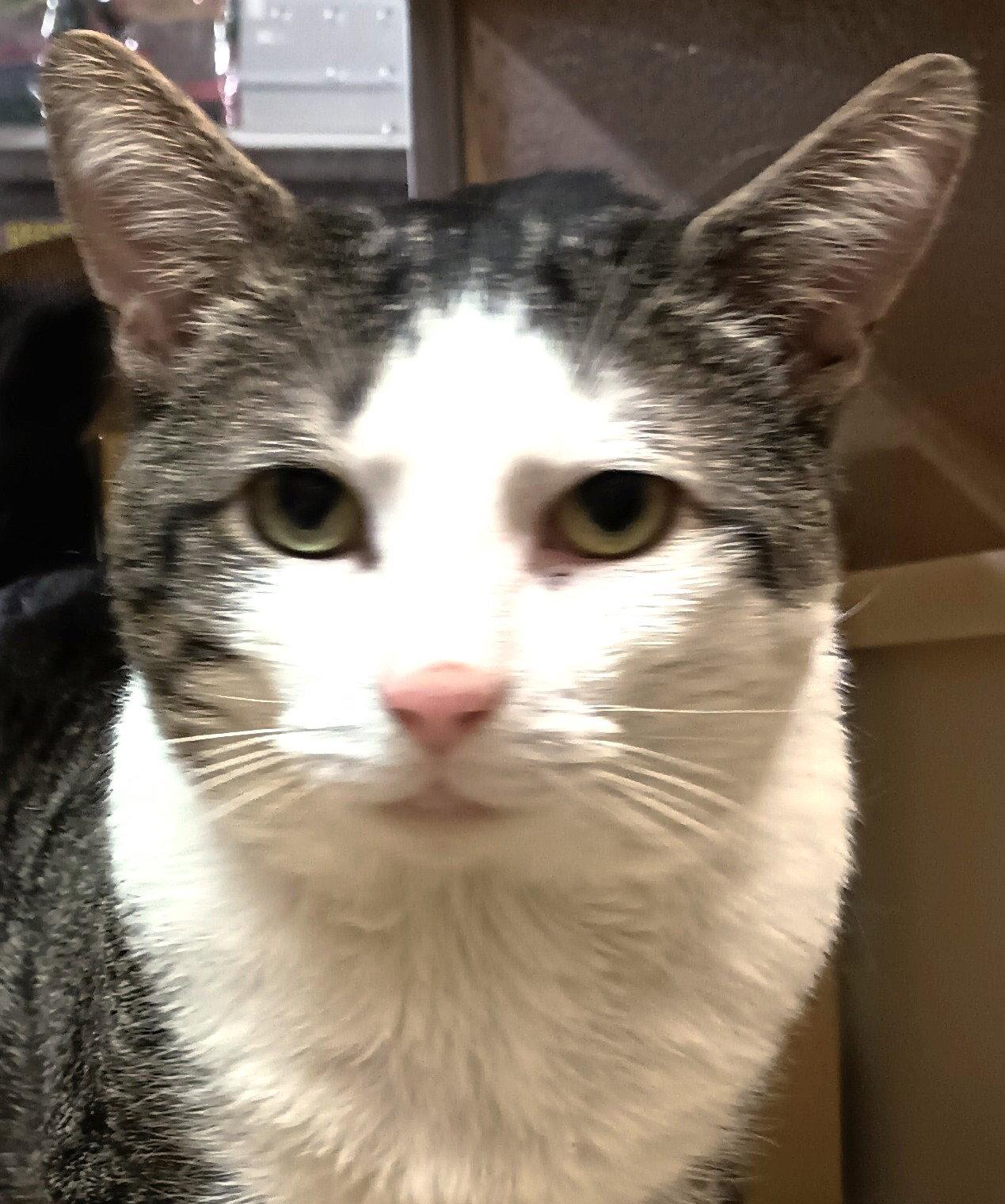 Enlarge JoJo, a Adoptable Domestic Short Hair in Herndon, VA image 3/3