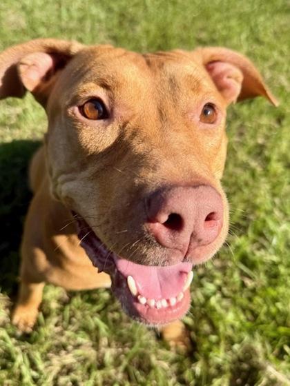 Yammy, Adoptable, Young Female Mixed Breed & Mixed Breed.
