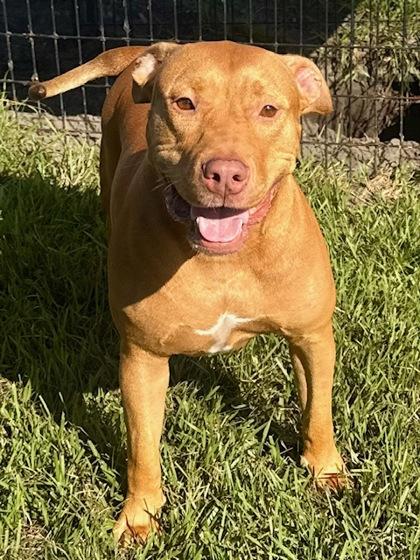 Enlarge Yammy, a Adoptable Mixed Breed in Port Saint Joe, FL image 2/3