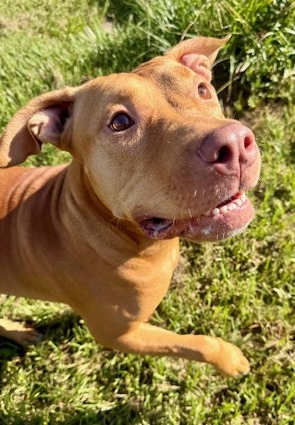 Enlarge Yammy, a Adoptable Mixed Breed in Port Saint Joe, FL image 3/3