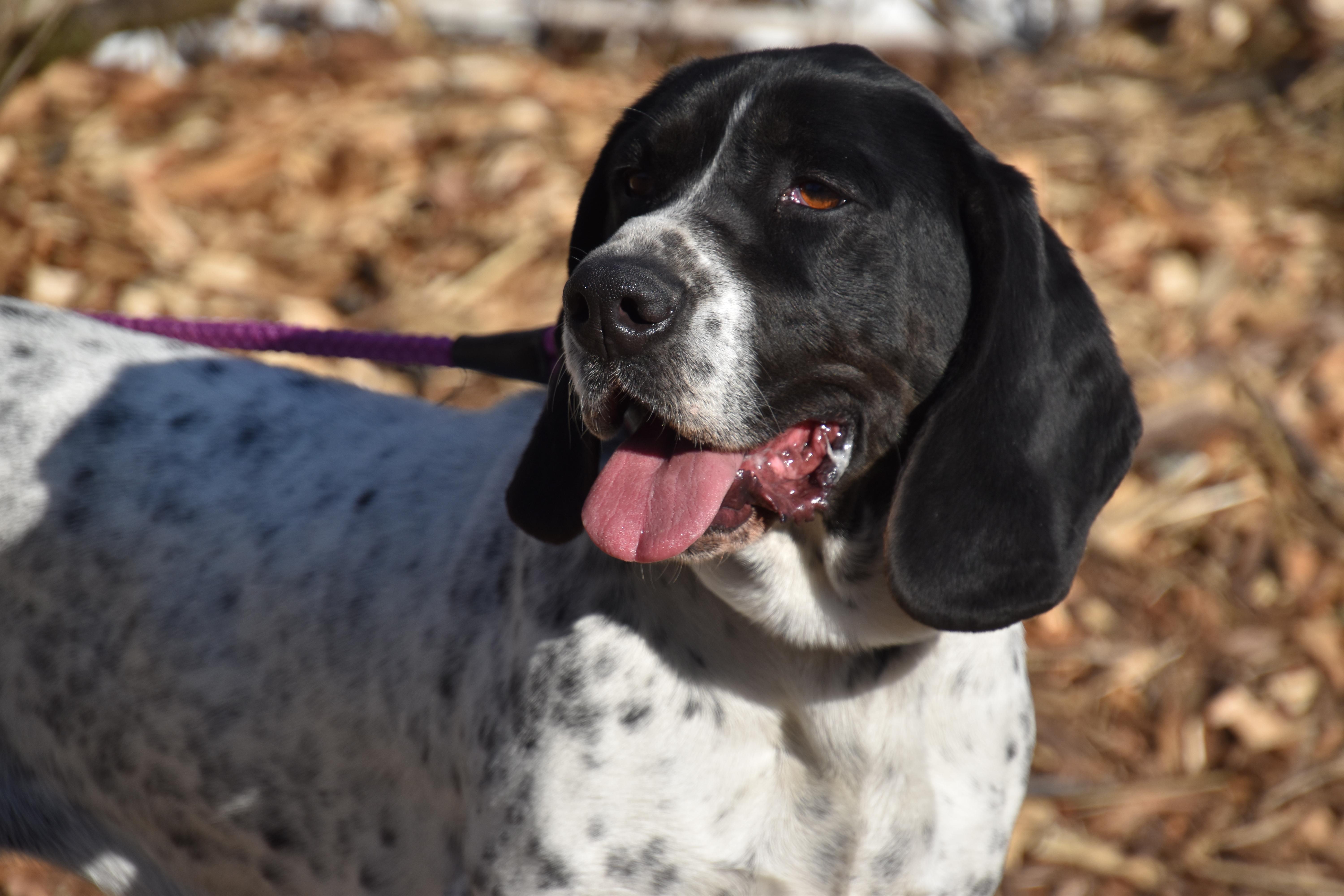 Willow-Illinois, Adopted, Adult Female Basset Hound & German Shorthaired Pointer.