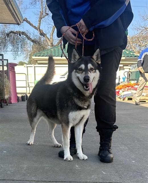 Enlarge PERRO, a Adoptable Siberian Husky in Sacramento, CA image 1/1