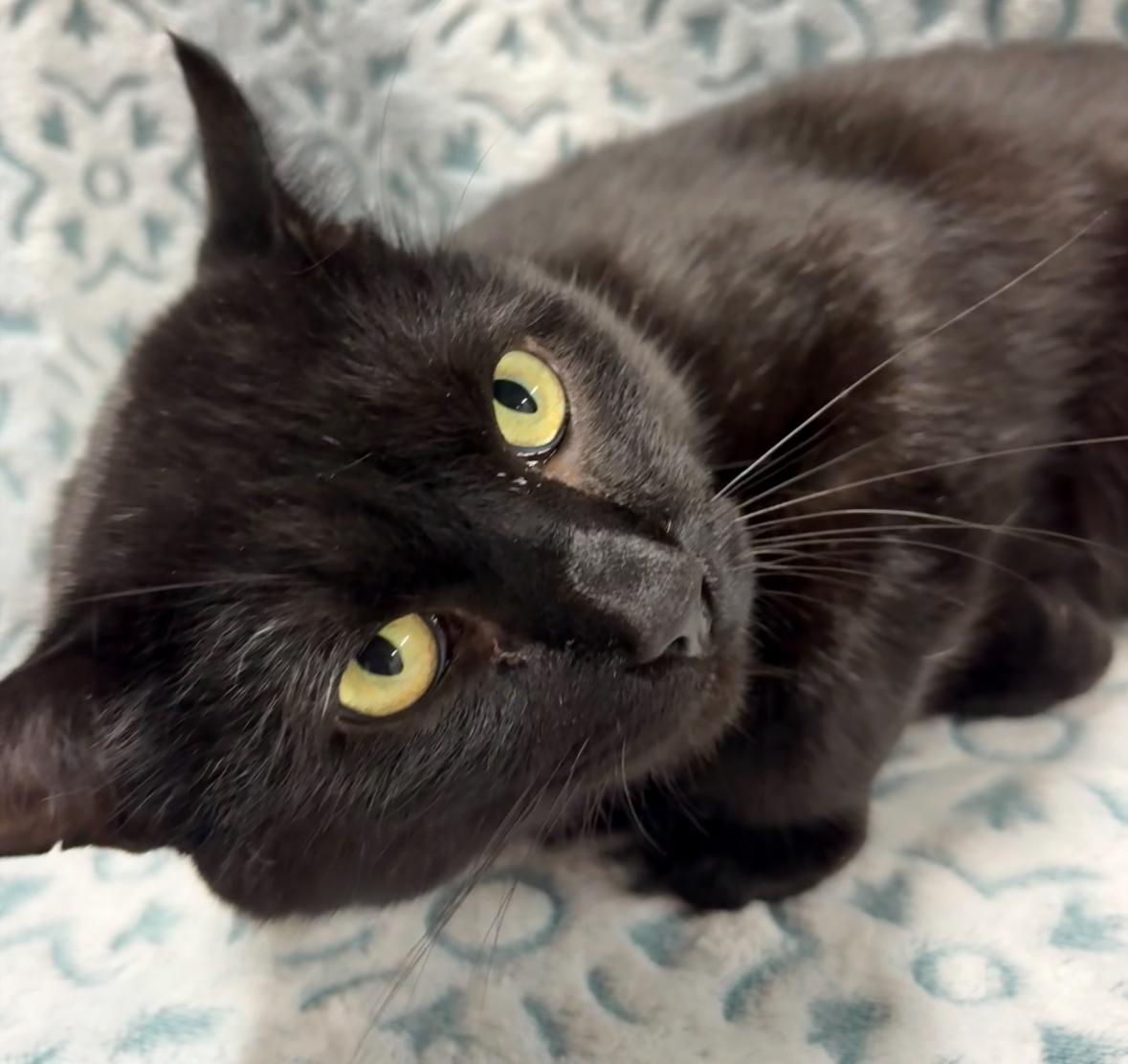 Enlarge ZEUS, a Adoptable Domestic Short Hair in Tillsonburg, ON image 2/5