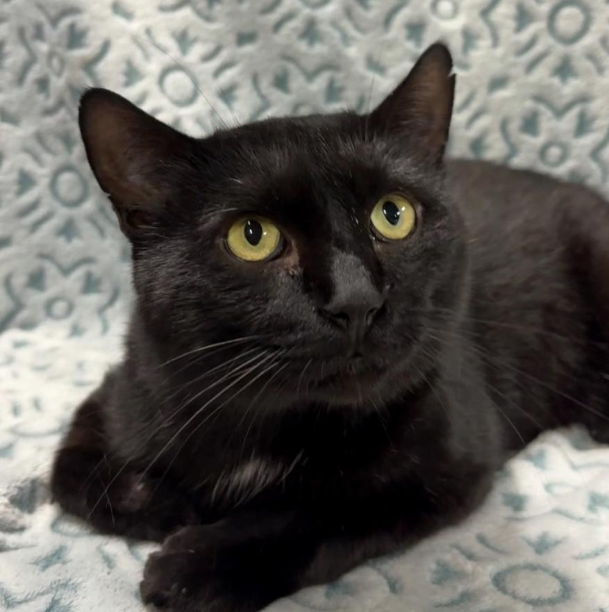 Enlarge ZEUS, a Adoptable Domestic Short Hair in Tillsonburg, ON image 1/5