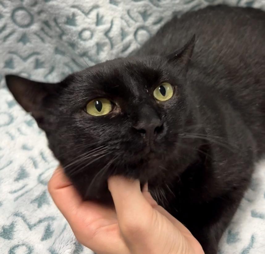 Enlarge ZEUS, a Adoptable Domestic Short Hair in Tillsonburg, ON image 3/5