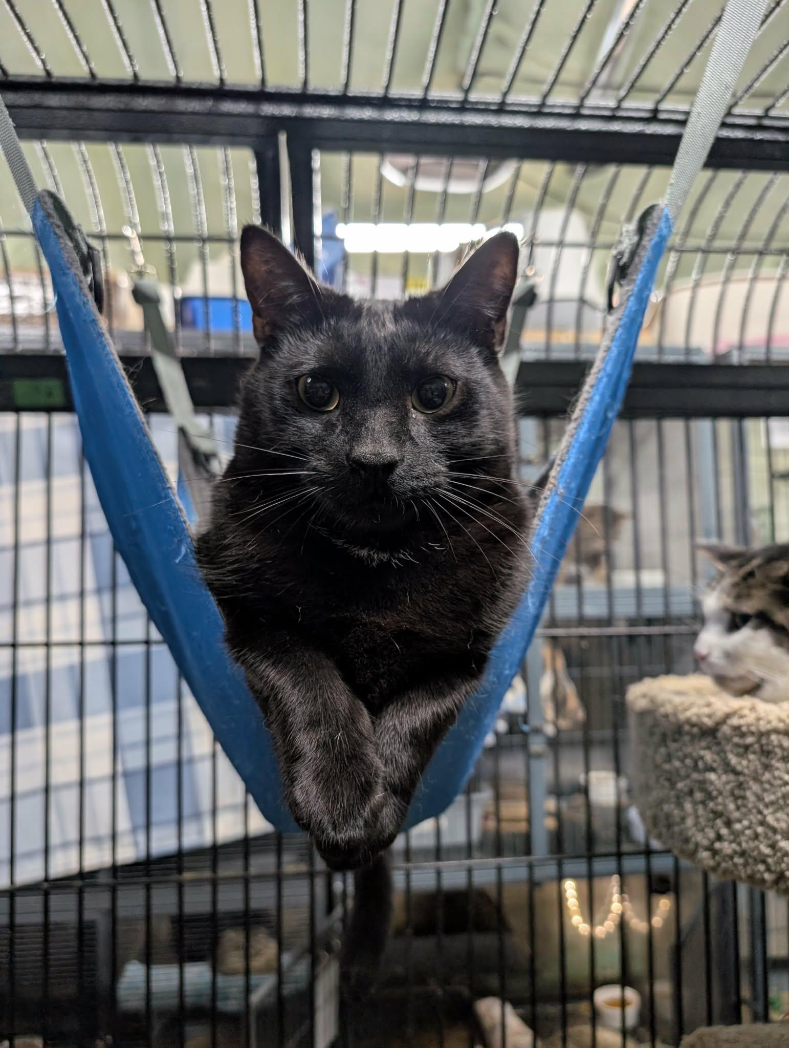 Enlarge ZEUS, a Adoptable Domestic Short Hair in Tillsonburg, ON image 5/5