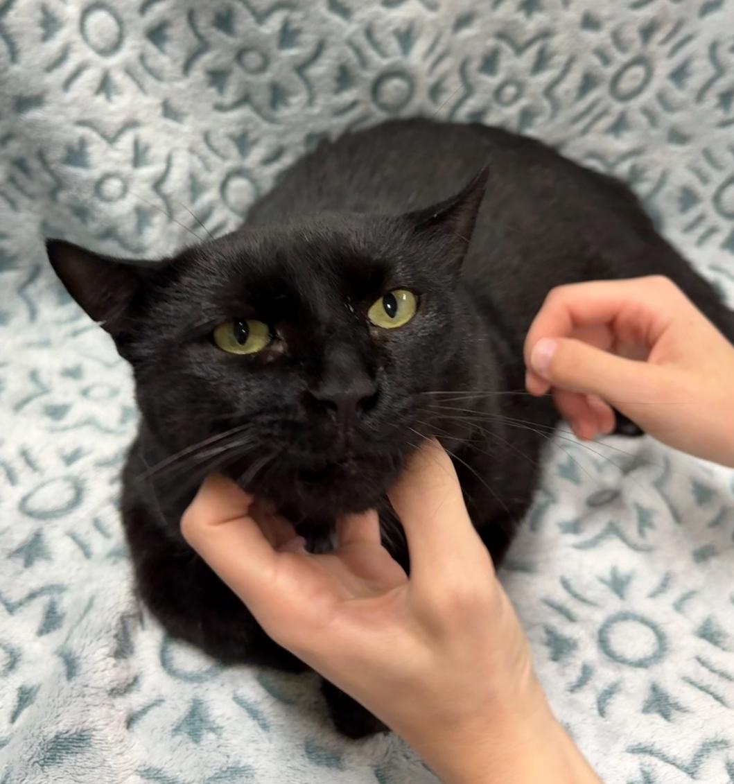 Enlarge ZEUS, a Adoptable Domestic Short Hair in Tillsonburg, ON image 4/5