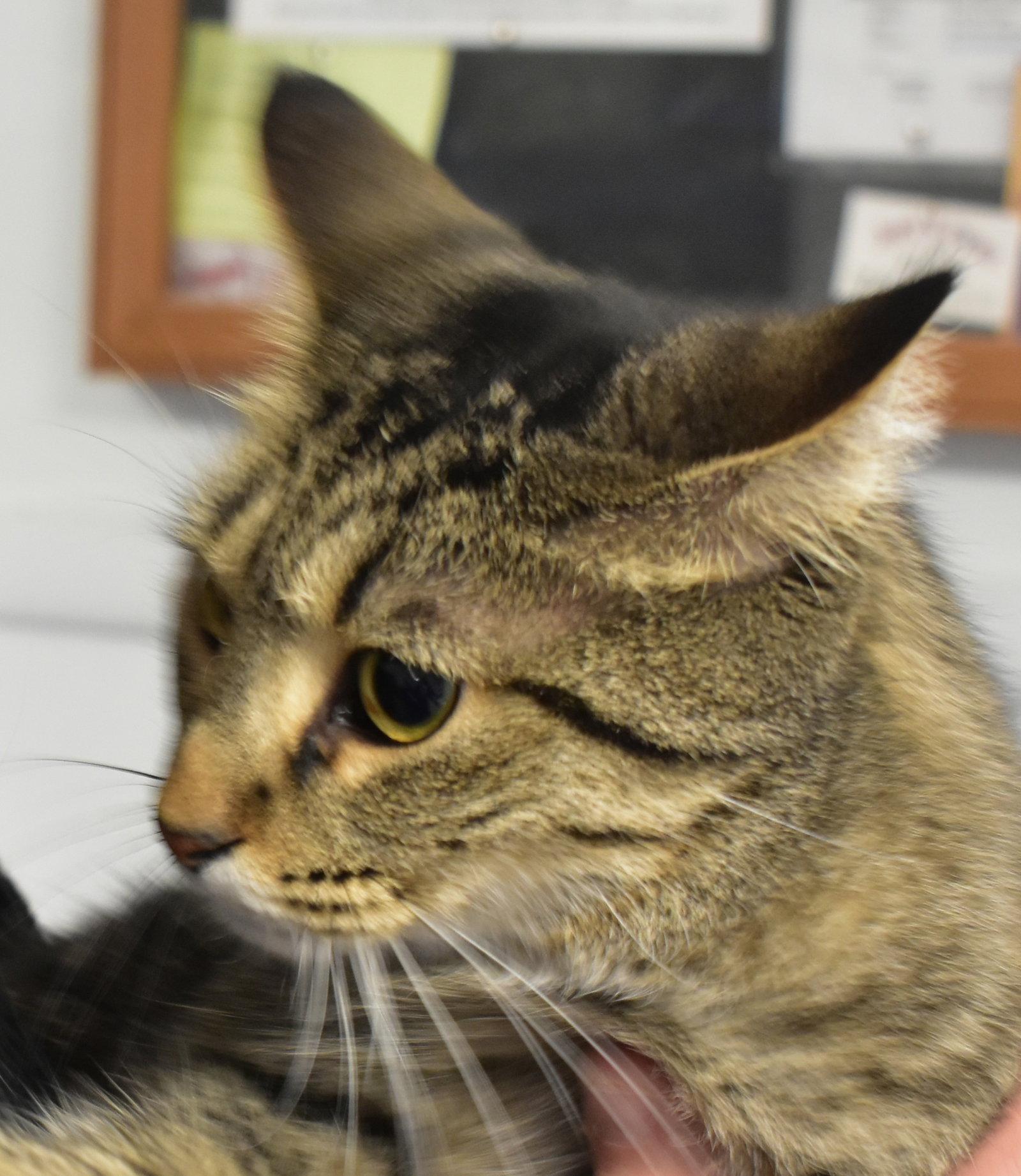 Mora, Adoptable, Senior Female Domestic Short Hair & Tabby.