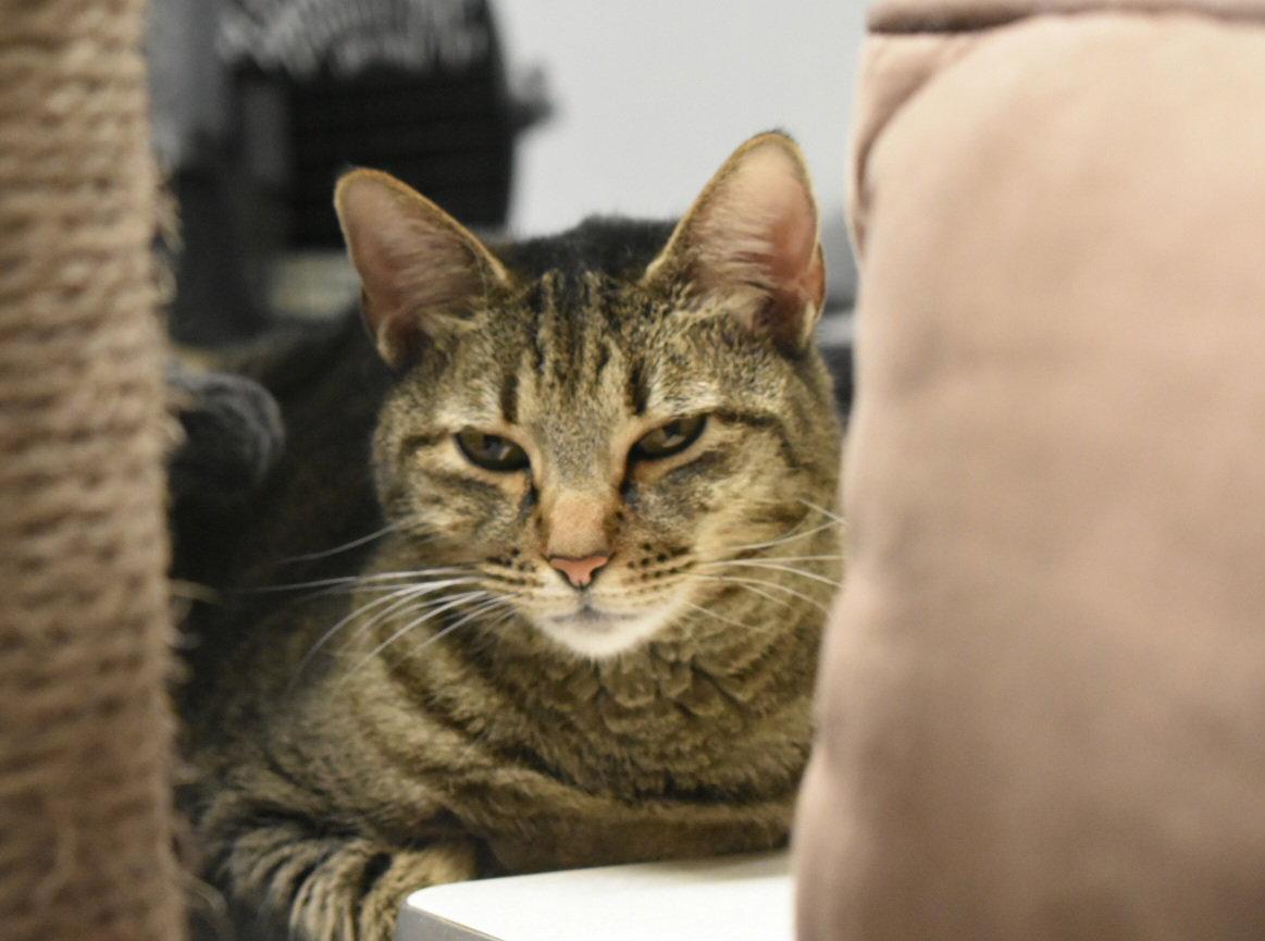 Mora, a Adoptable mixed breed in Greenfield, IN image 2/3