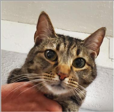 Mora, a Adoptable mixed breed in Greenfield, IN image 3/3