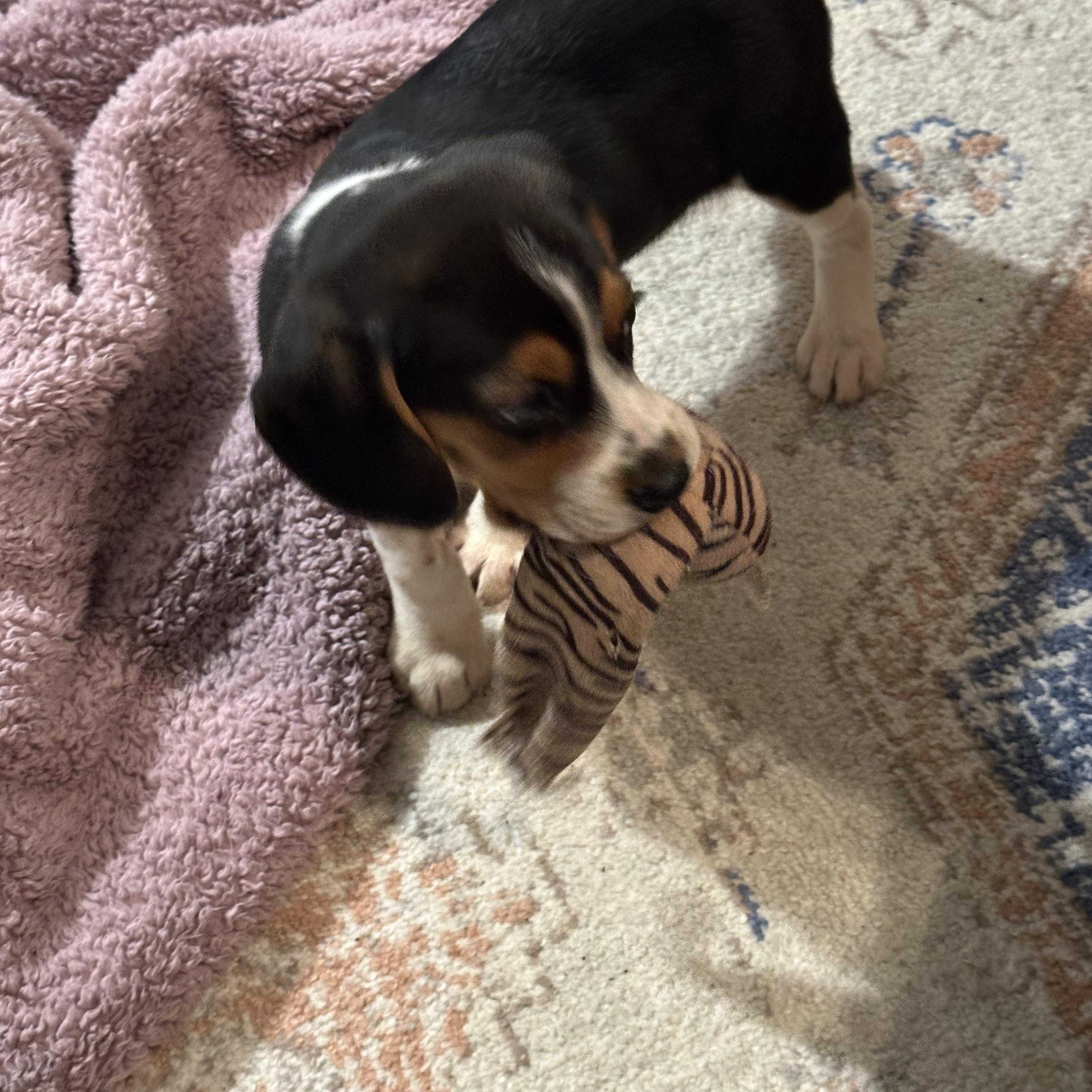 Mia, ADOPTABLE, Puppy Female Beagle.