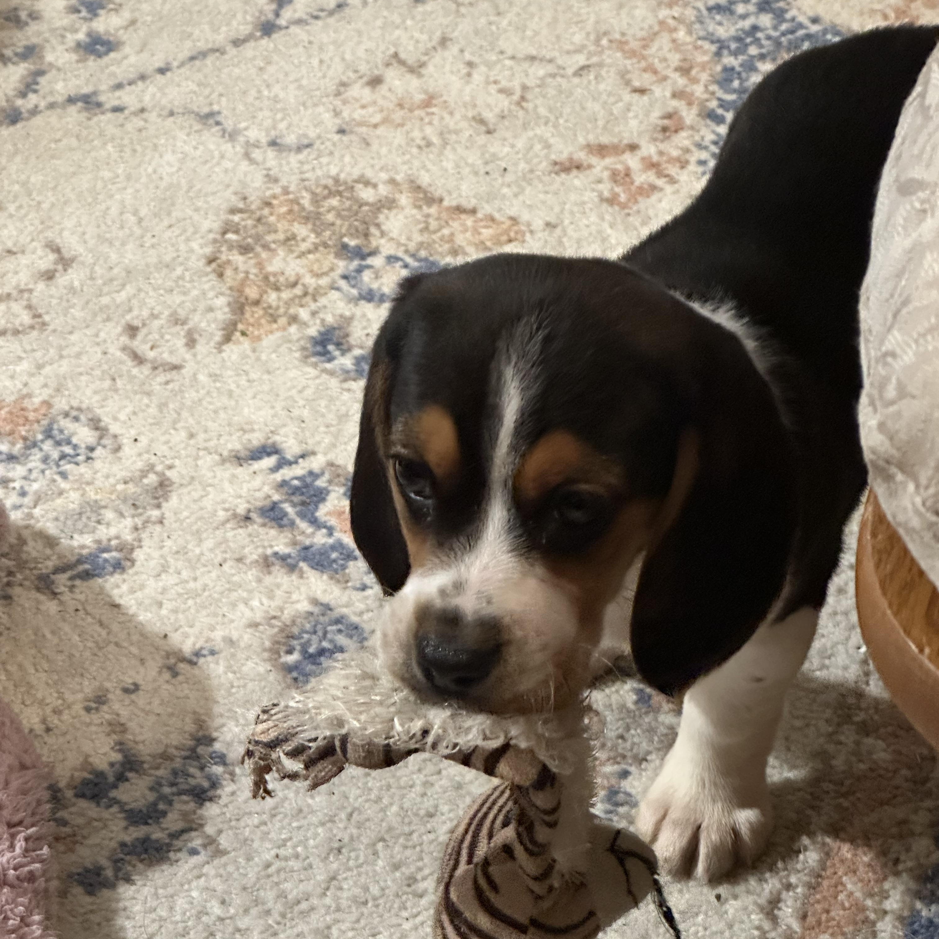 Enlarge Mia, a ADOPTABLE Beagle in Wellsville, OH image 3/3