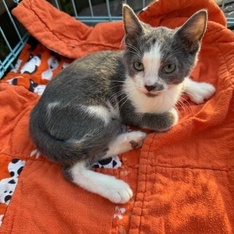 Taffy, Adoptable, Kitten Female Domestic Short Hair.