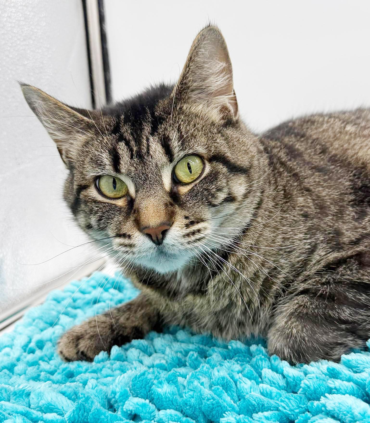 Enlarge Denim is a living doll - darling THERAPY CAT - VIDEOS, a Adoptable mixed breed in Bedford Hills, NY image 3/6