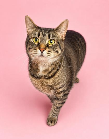 Enlarge Denim is a living doll - darling THERAPY CAT - VIDEOS, a Adoptable mixed breed in Bedford Hills, NY image 1/6