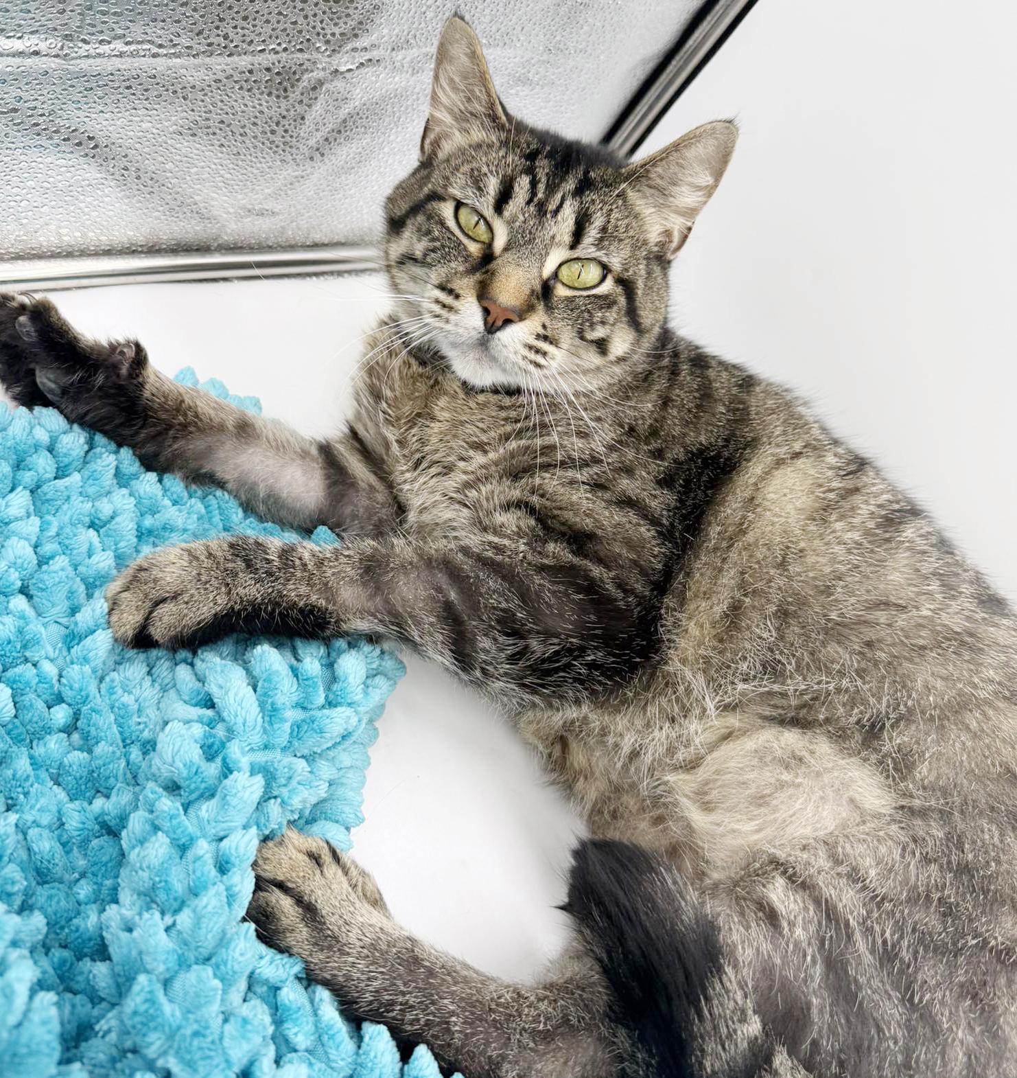 Enlarge Denim is a living doll - darling THERAPY CAT - VIDEOS, a Adoptable mixed breed in Bedford Hills, NY image 5/6