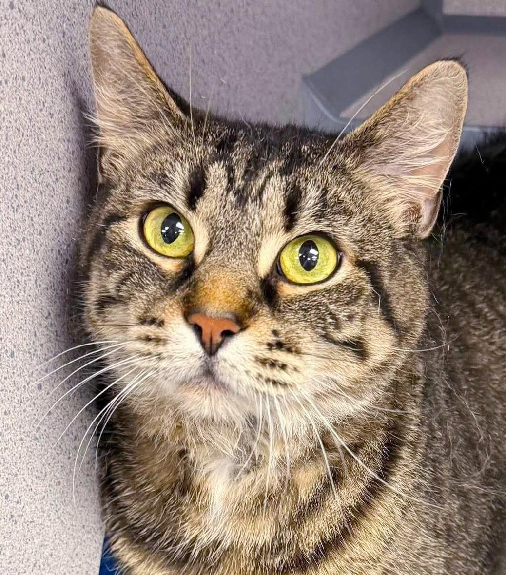 Enlarge Denim is a living doll - darling THERAPY CAT - VIDEOS, a Adoptable mixed breed in Bedford Hills, NY image 6/6