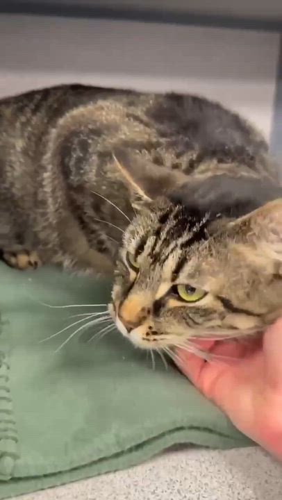 Enlarge Denim is a living doll - darling THERAPY CAT - VIDEOS, a Adoptable mixed breed in Bedford Hills, NY video 2/6