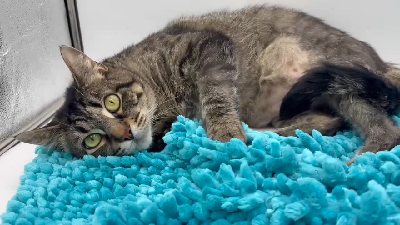 Enlarge Denim is a living doll - darling THERAPY CAT - VIDEOS, a Adoptable mixed breed in Bedford Hills, NY video 4/6
