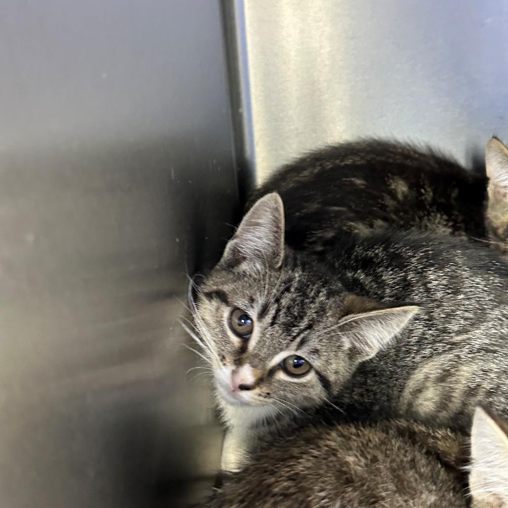 Skoal, Adoptable, Kitten Male Domestic Short Hair.
