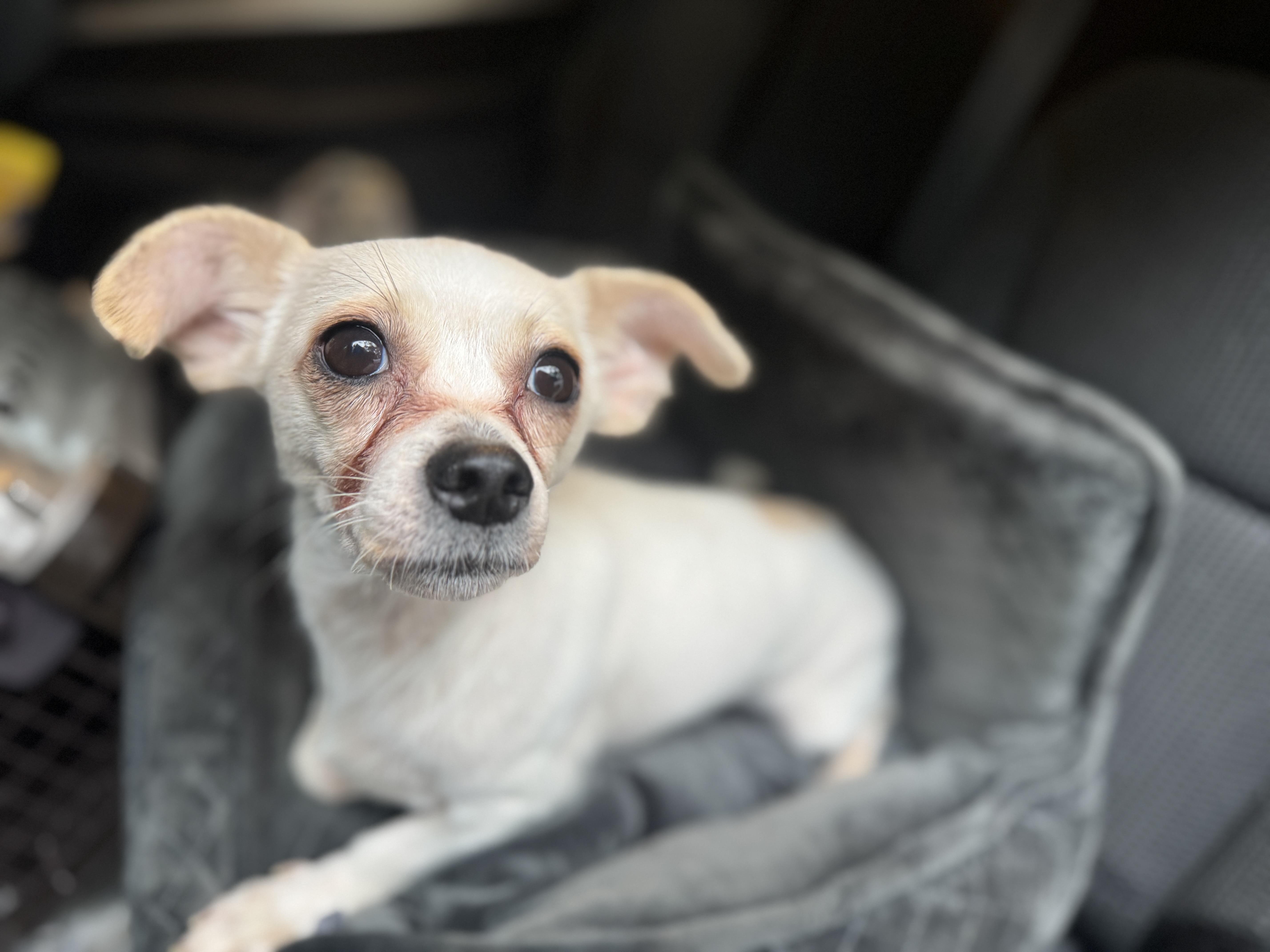 Enlarge Tinkerbell, a Adoptable mixed breed in Navarre, FL image 5/5