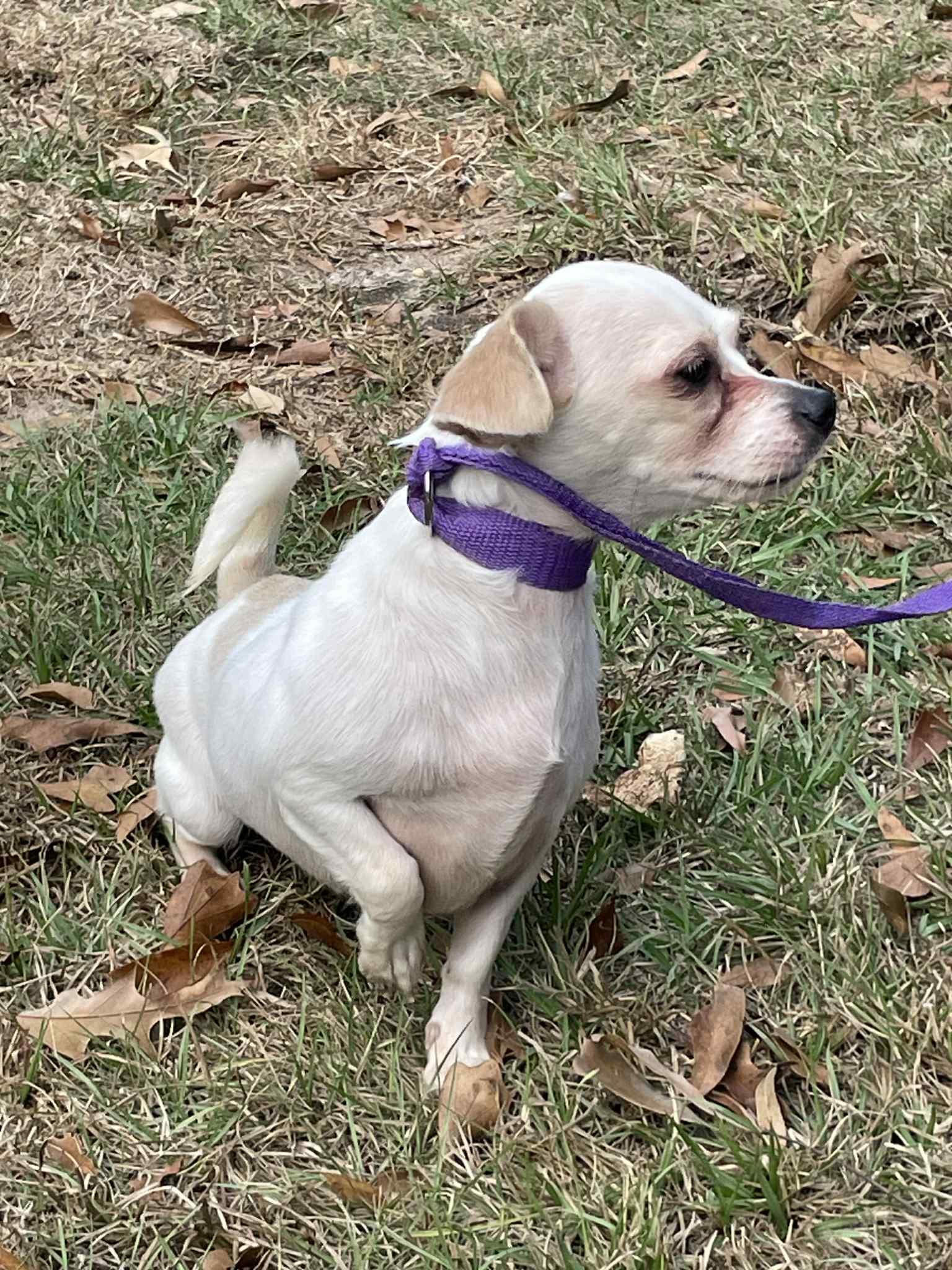 Tinkerbell, Adoptable, Young Female Chihuahua.