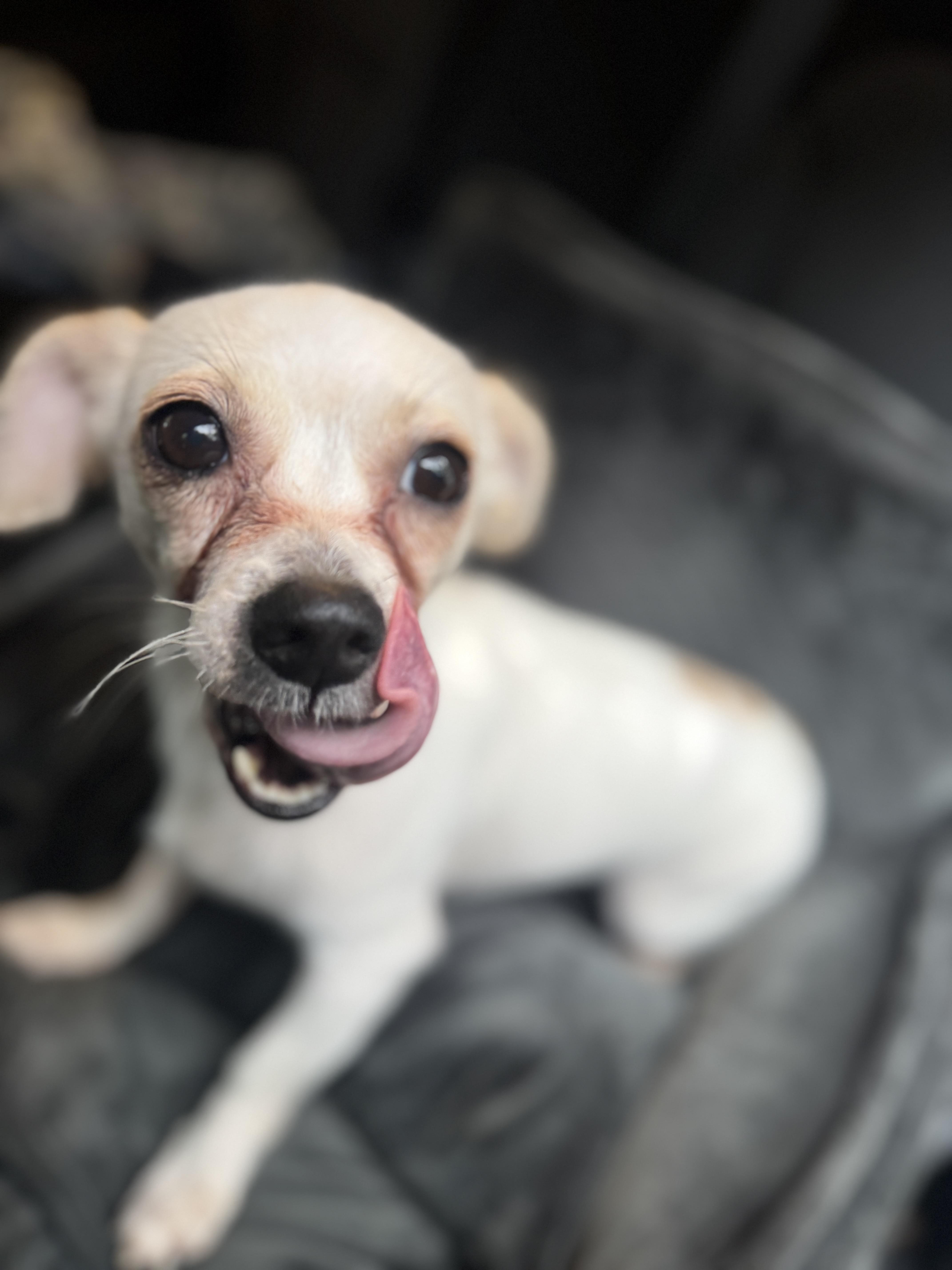 Enlarge Tinkerbell, a Adoptable mixed breed in Navarre, FL image 4/5