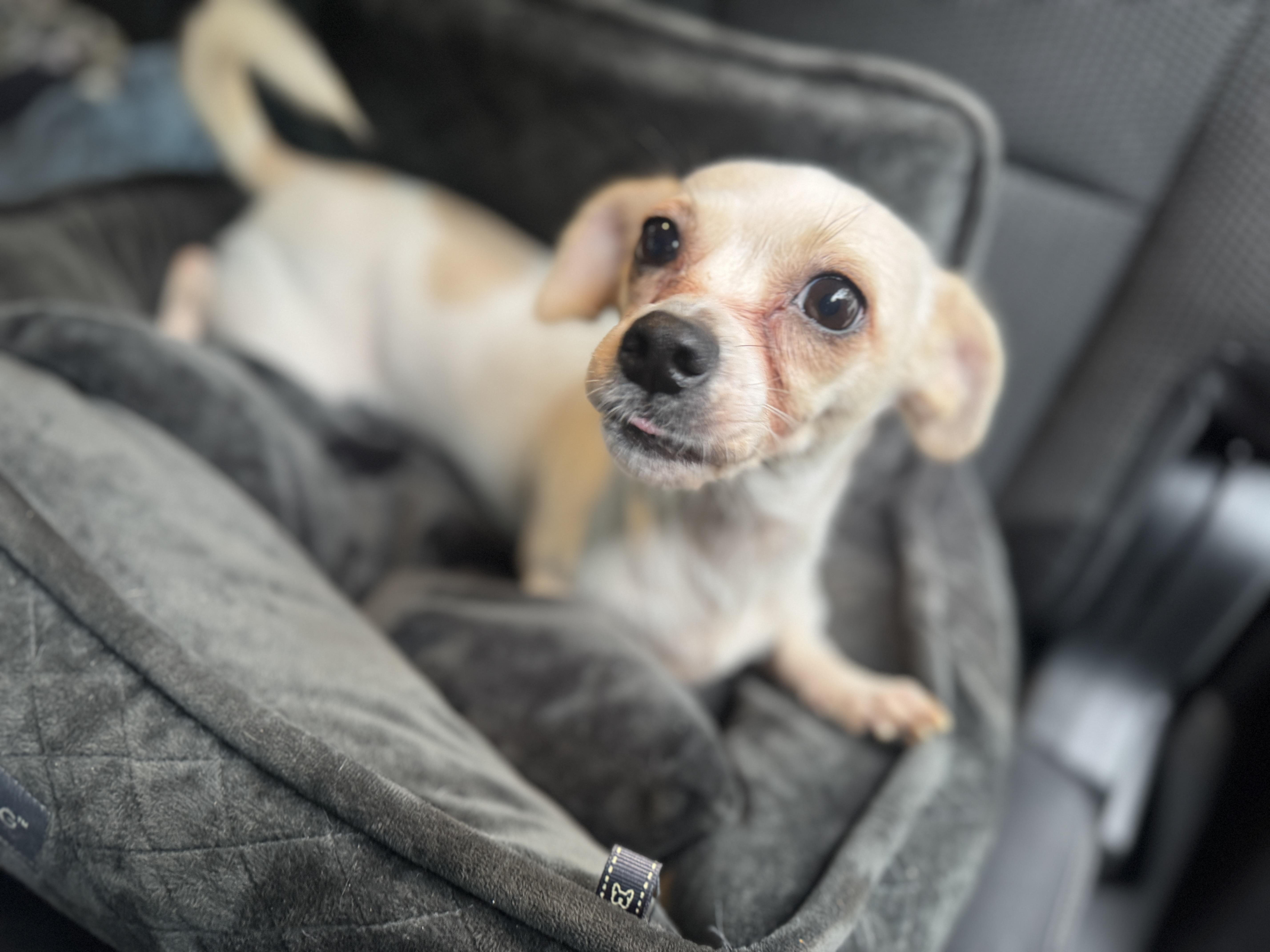 Tinkerbell, Adoptable, Young Female Chihuahua.
