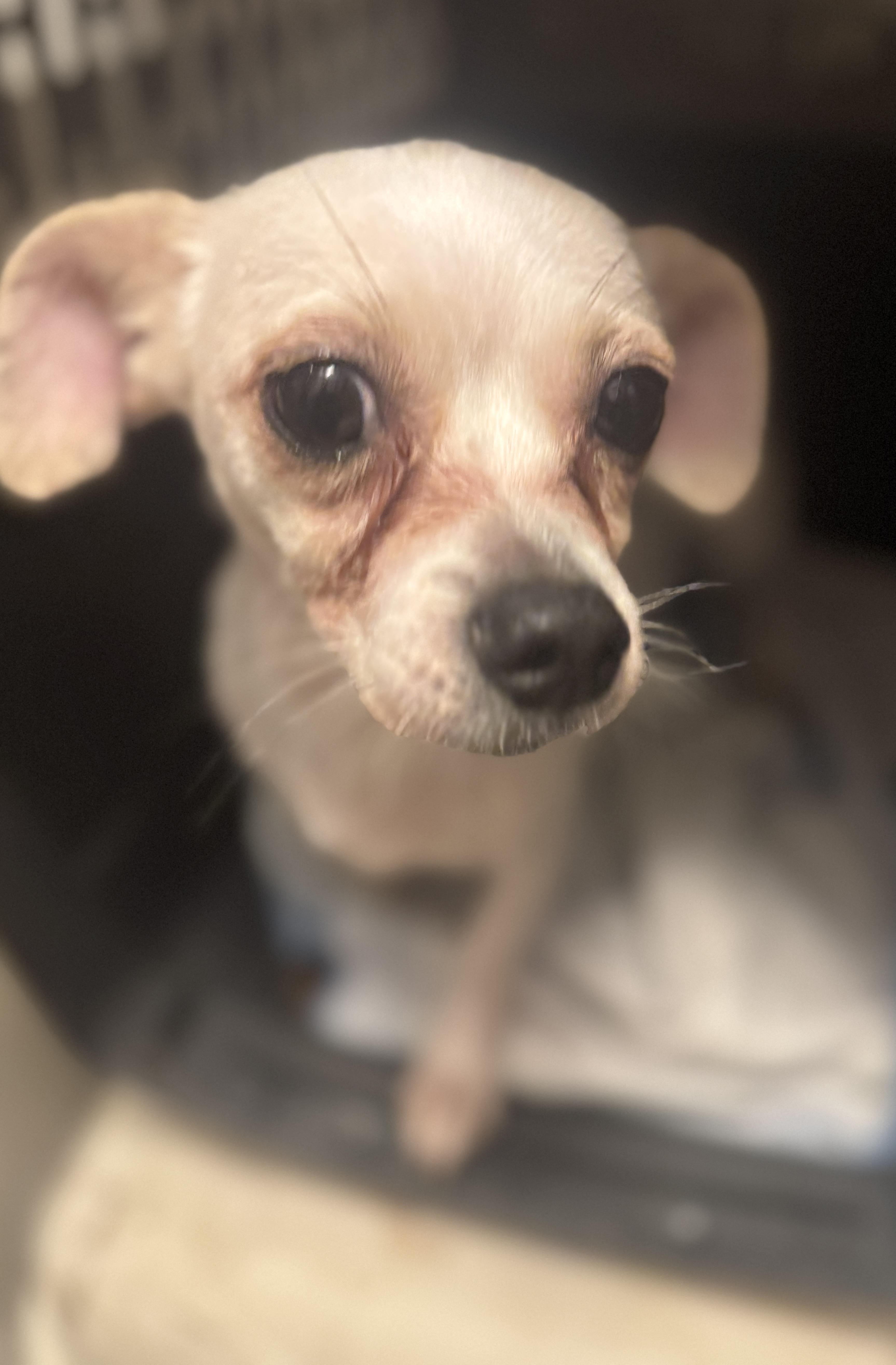 Enlarge Tinkerbell, a Adoptable mixed breed in Navarre, FL image 3/5