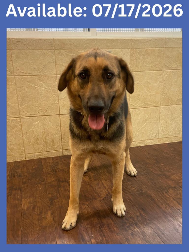 Dog Kennel #13 Oso, Adoptable, Adult Male German Shepherd Dog & Mixed Breed.
