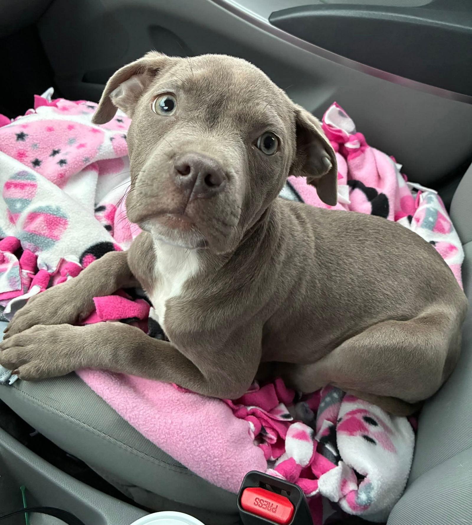 Enlarge Loralei, a Adoptable mixed breed in Belleville, MI image 1/3