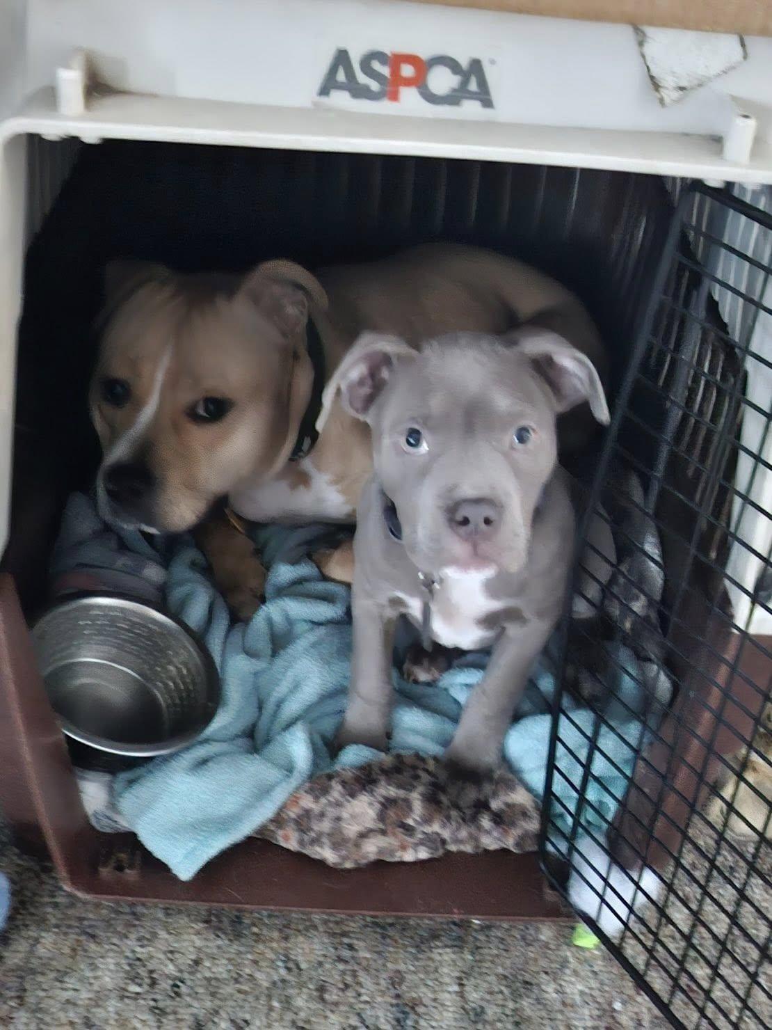 Enlarge Loralei, a Adoptable mixed breed in Belleville, MI image 2/3