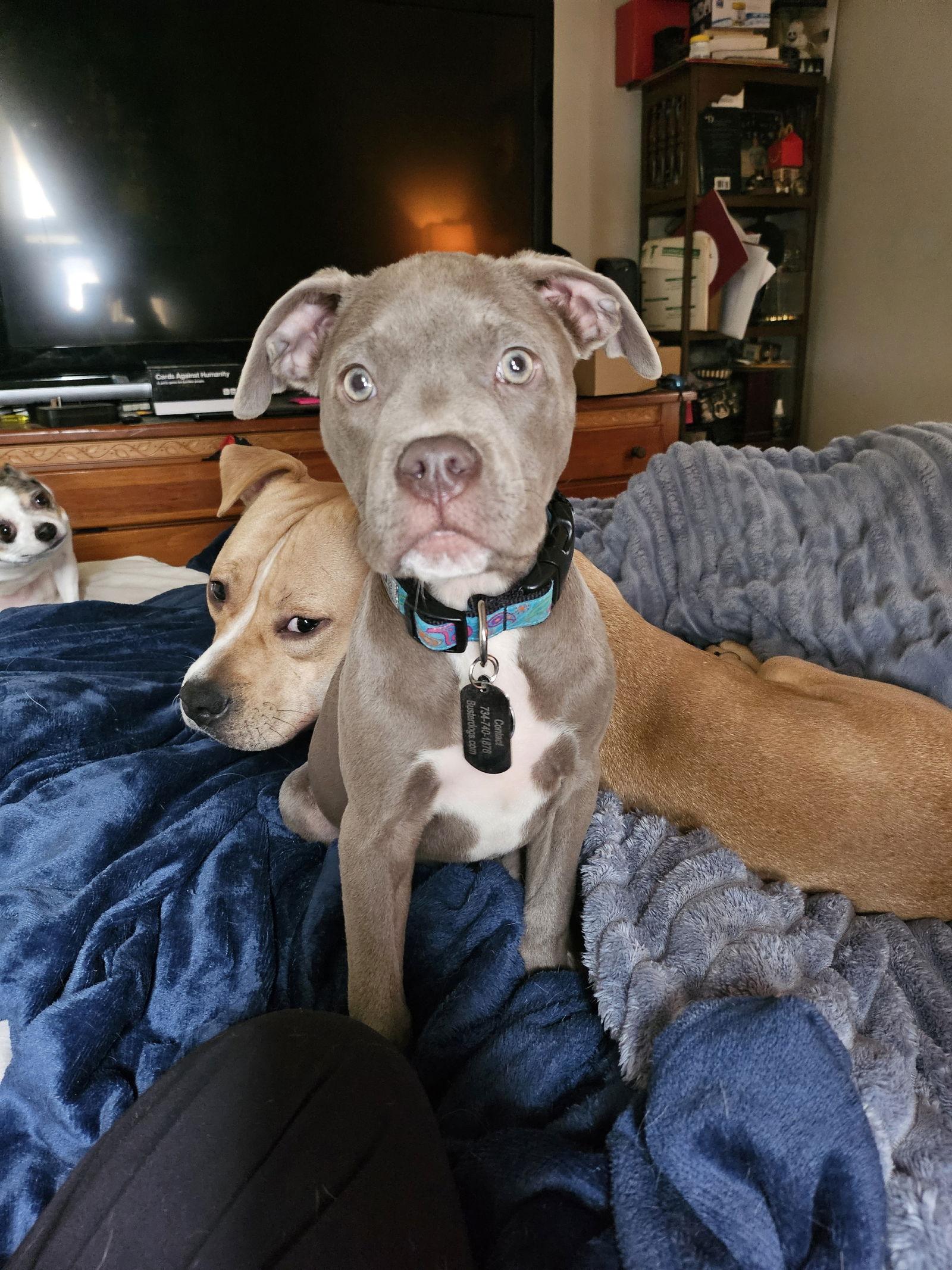 Enlarge Loralei, a Adoptable mixed breed in Belleville, MI image 3/3