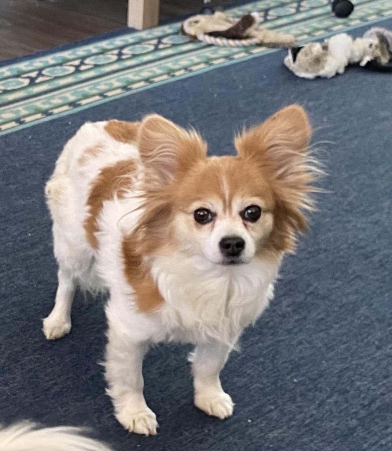 Maggie - bonded to Harley, Adoptable, Senior Female Papillon.