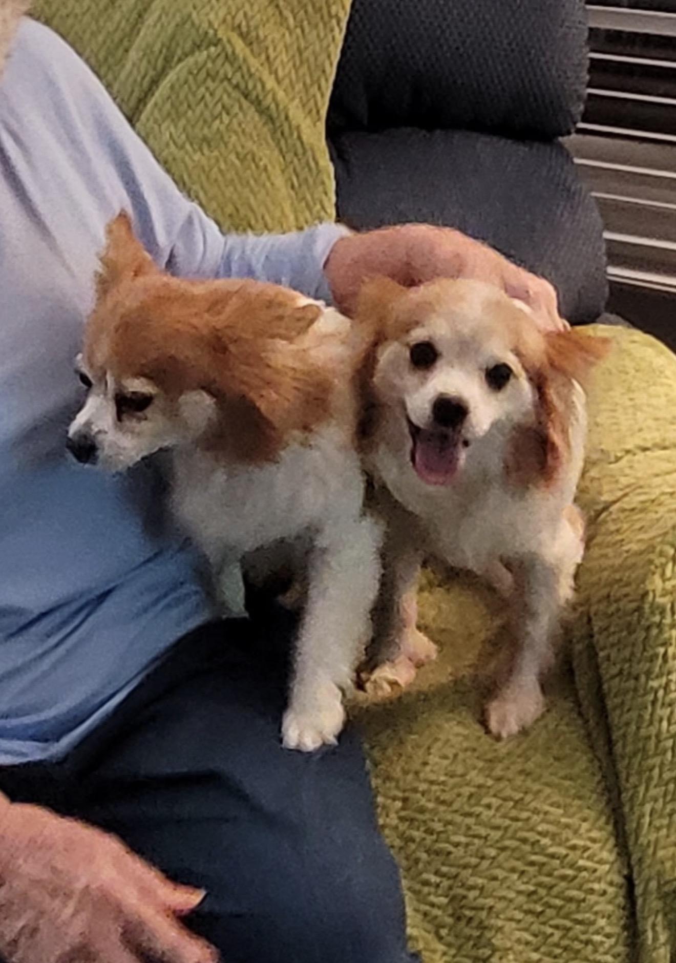 Enlarge Maggie - bonded to Harley, a Adoptable Papillon in Hillsborough, NC image 2/3