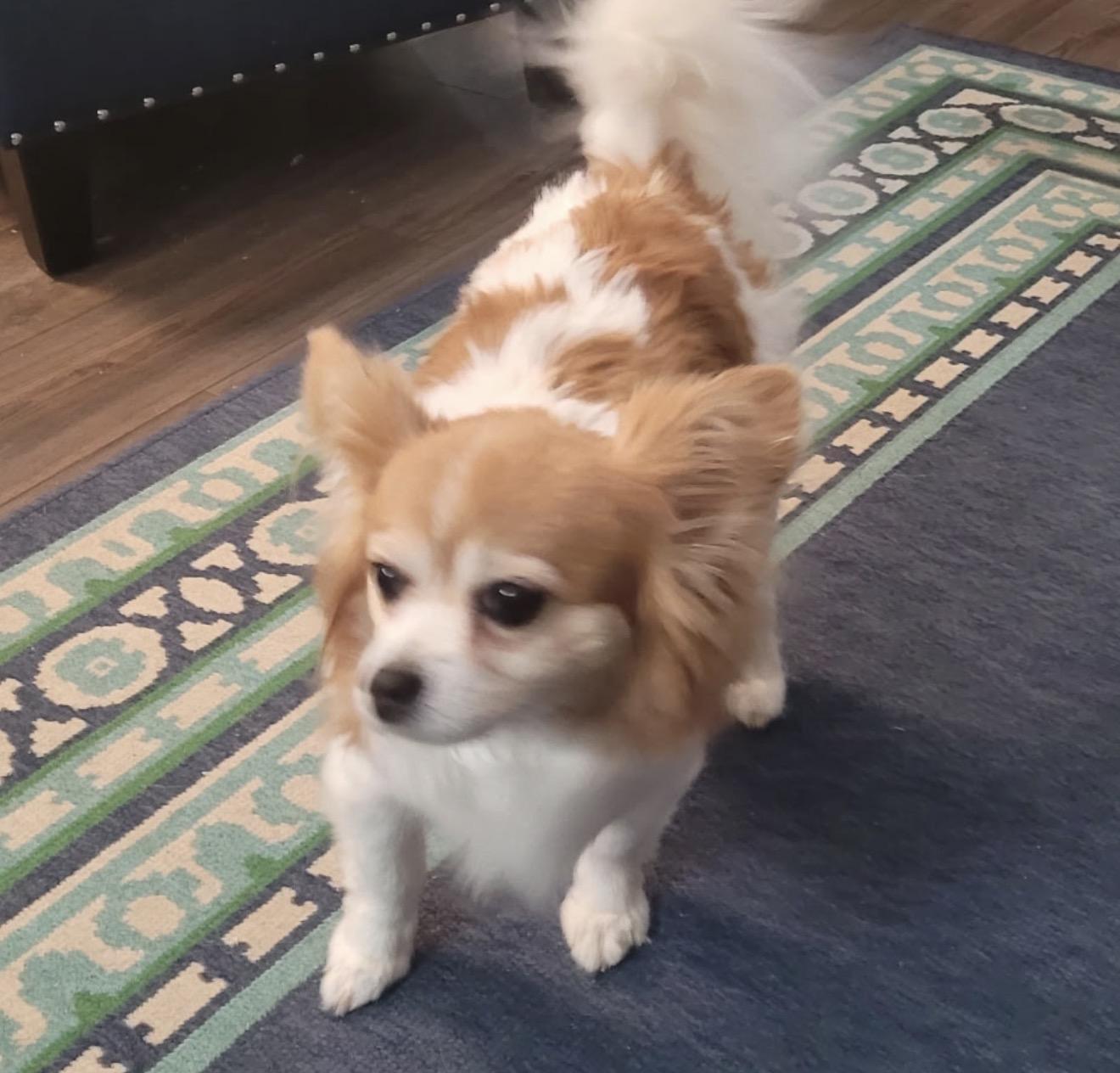 Enlarge Maggie - bonded to Harley, a Adoptable Papillon in Hillsborough, NC image 3/3